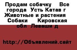 Продам собачку  - Все города, Усть-Катав г. Животные и растения » Собаки   . Кировская обл.,Леваши д.